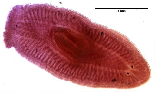 Bdelloura candida