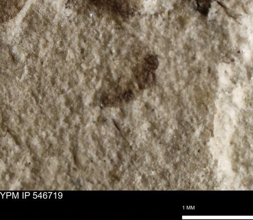 undet. Insecta