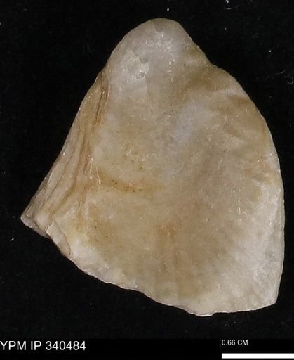 Ostrea glabra