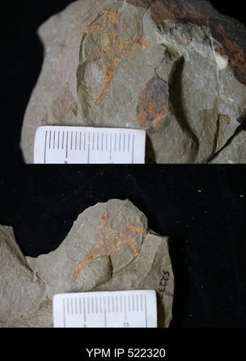 Marrellomorpha