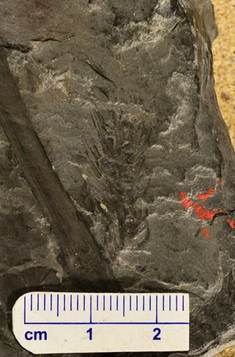 Paleostachya sp.