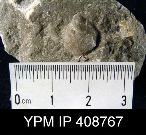undet. Athyridida