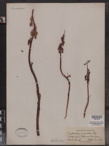 Corallorhiza maculata