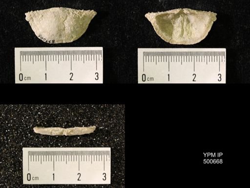 Chonetes granulifer meekanus