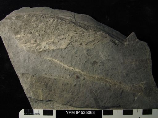 undet. Ostracoda