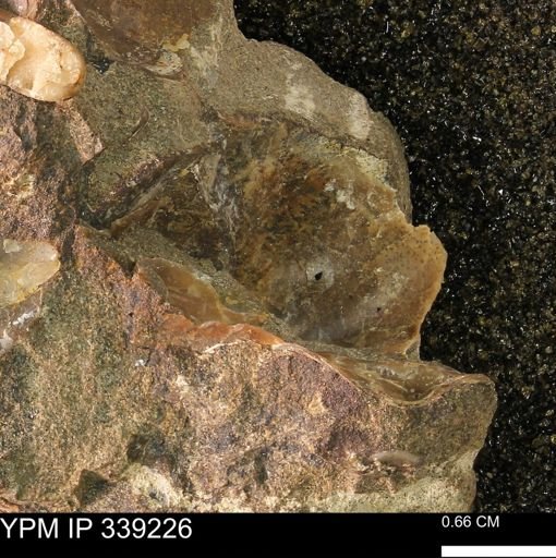 undet. Mollusca