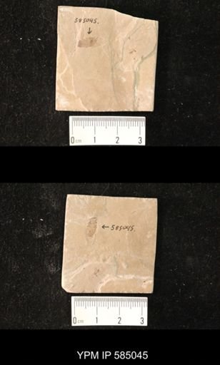 undet. Blattodea