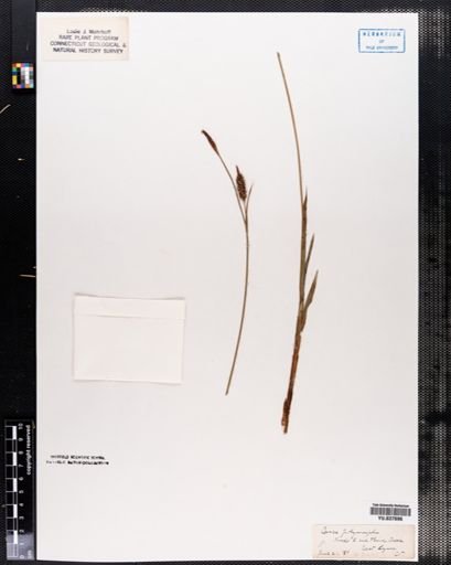 Carex polymorpha