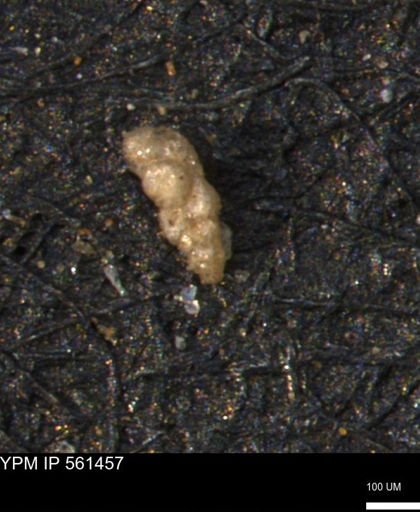 Verneuilinoides hectori