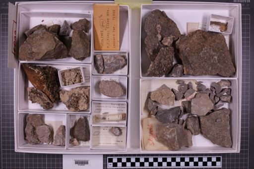 mixed taxa, stratigraphic collection