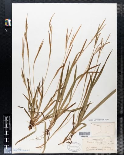 Carex laxiflora