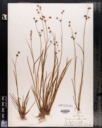 Juncus acuminatus