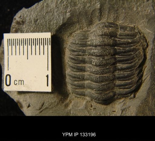 Phacops rana