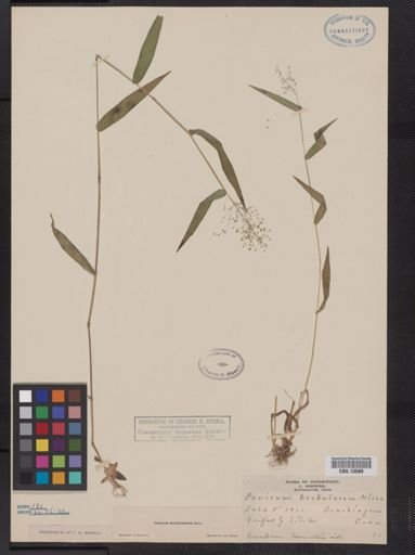 Panicum microcarpon