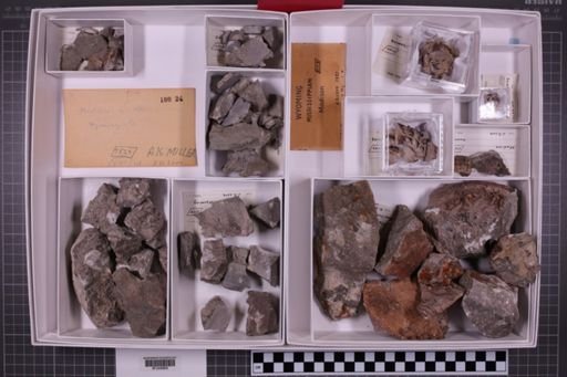 mixed taxa, stratigraphic collection