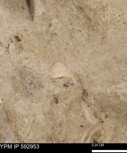 undet. Mollusca