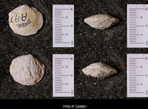 undet. Bivalvia