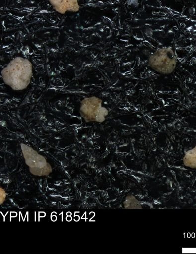 undet. Foraminiferida