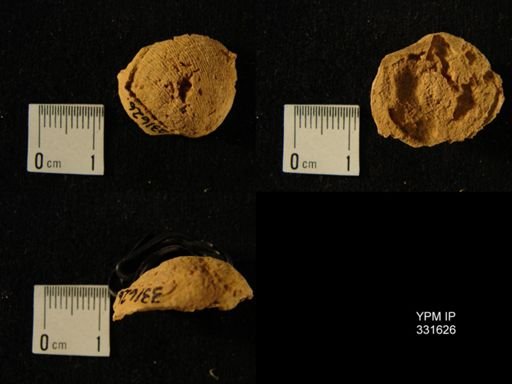 undet. Orthida