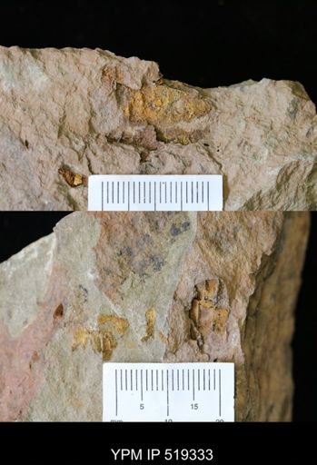 Plasiacystis sp.