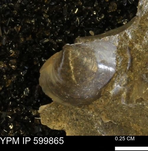 Protocardia subquadrata