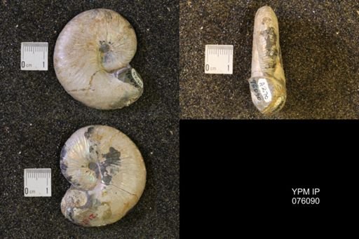 Hoploscaphites nicolletii
