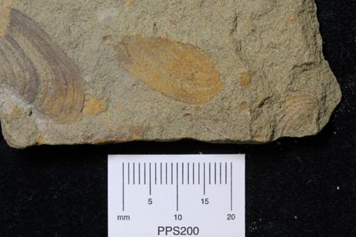 Palaeoneilo concentrica