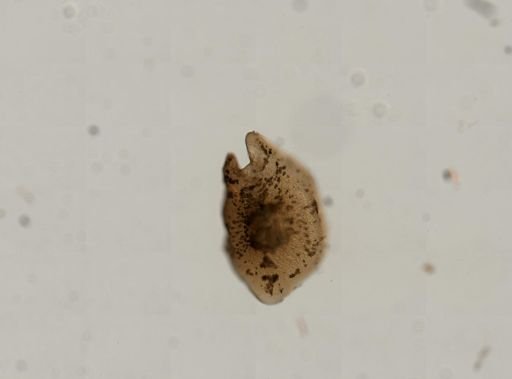 Heterochaerus langerhansi