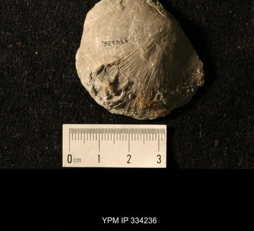 Agelacrinites cincinnatiensis