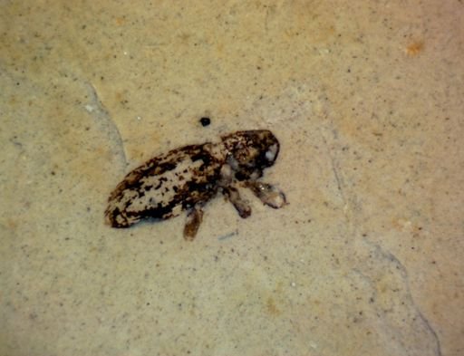undet. Coleoptera