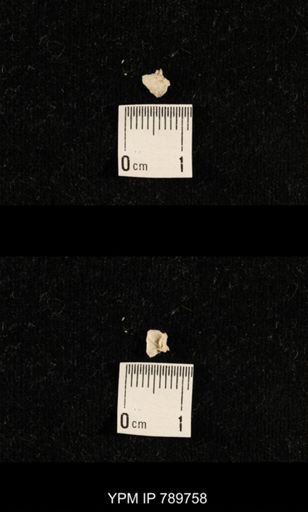 undet. Brachiopoda