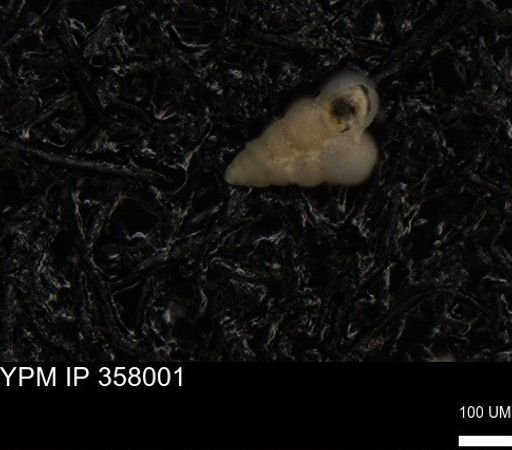 undet. Heterohelicidae