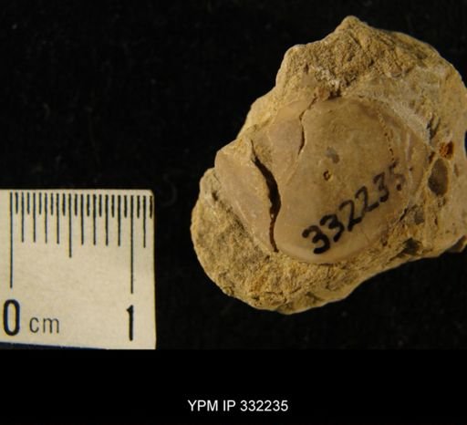 Isotelus?