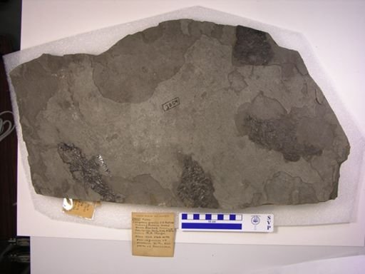 Captorhinus sp.