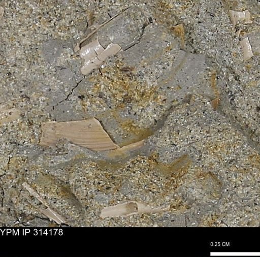 undet. Bivalvia