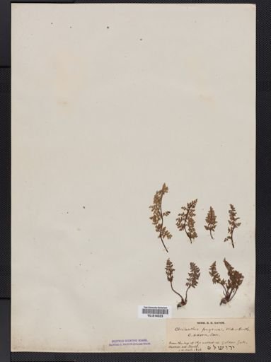 Cheilanthes