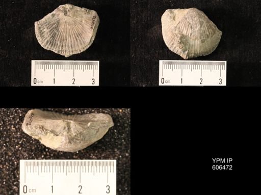 Dinorthis carleyi