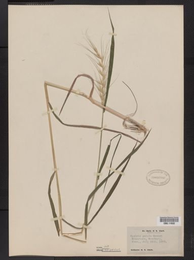 Elymus hystrix