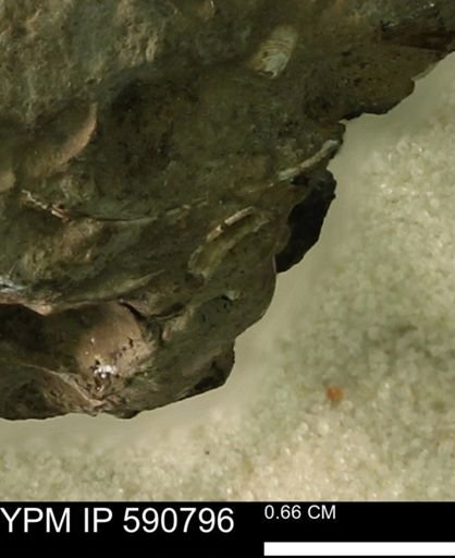 undet. Bivalvia