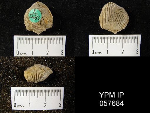 Anastrophia verneuili