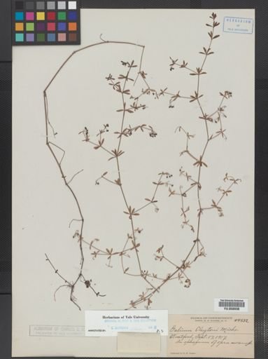 Galium tinctorium