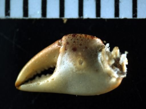 Hemigrapsus sanguineus