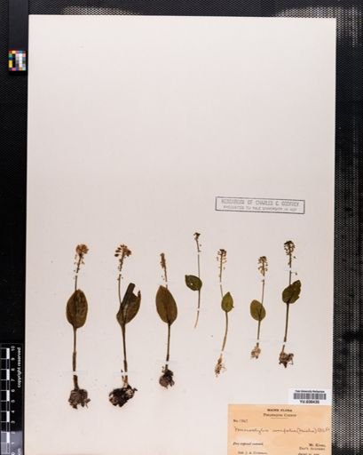 Malaxis unifolia