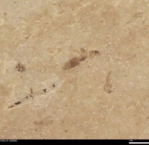 undet. Staphylinidae