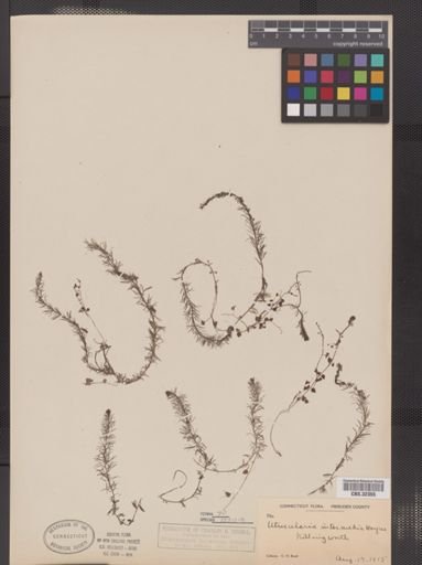 Utricularia intermedia