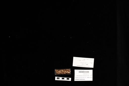 Chamaeleo jacksonii