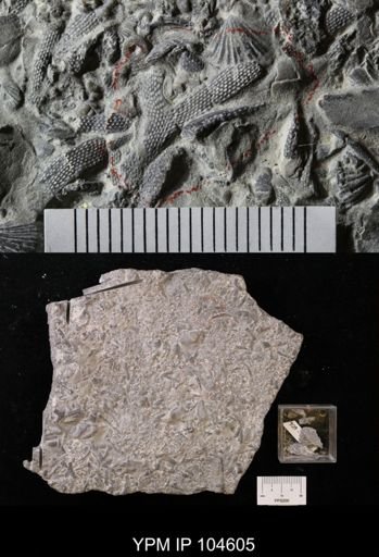 Pachydictya crassa