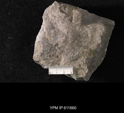 Aviculopecten sp.