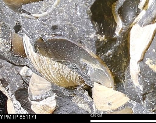 Limopsis striatopunctatus