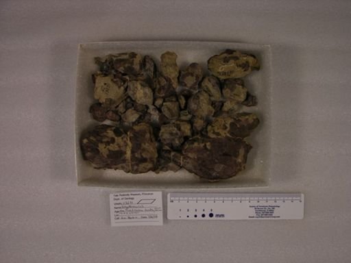 Glyptosaurus sylvestris